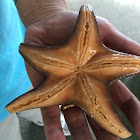 Leather Star
