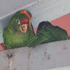 Finsch's Parakeet