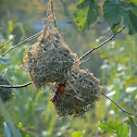 Weaver Birds Nest