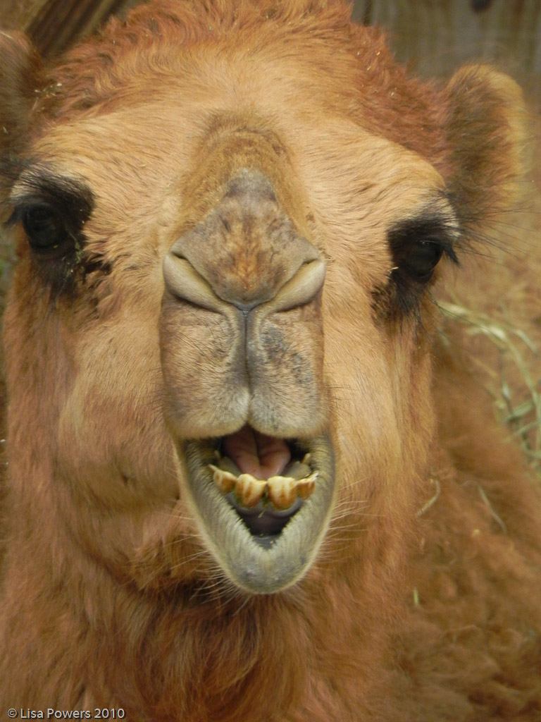 Dromedary Camel - Nashville Zoo
