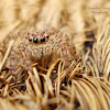 Panatropical Jumping Spider(Female)