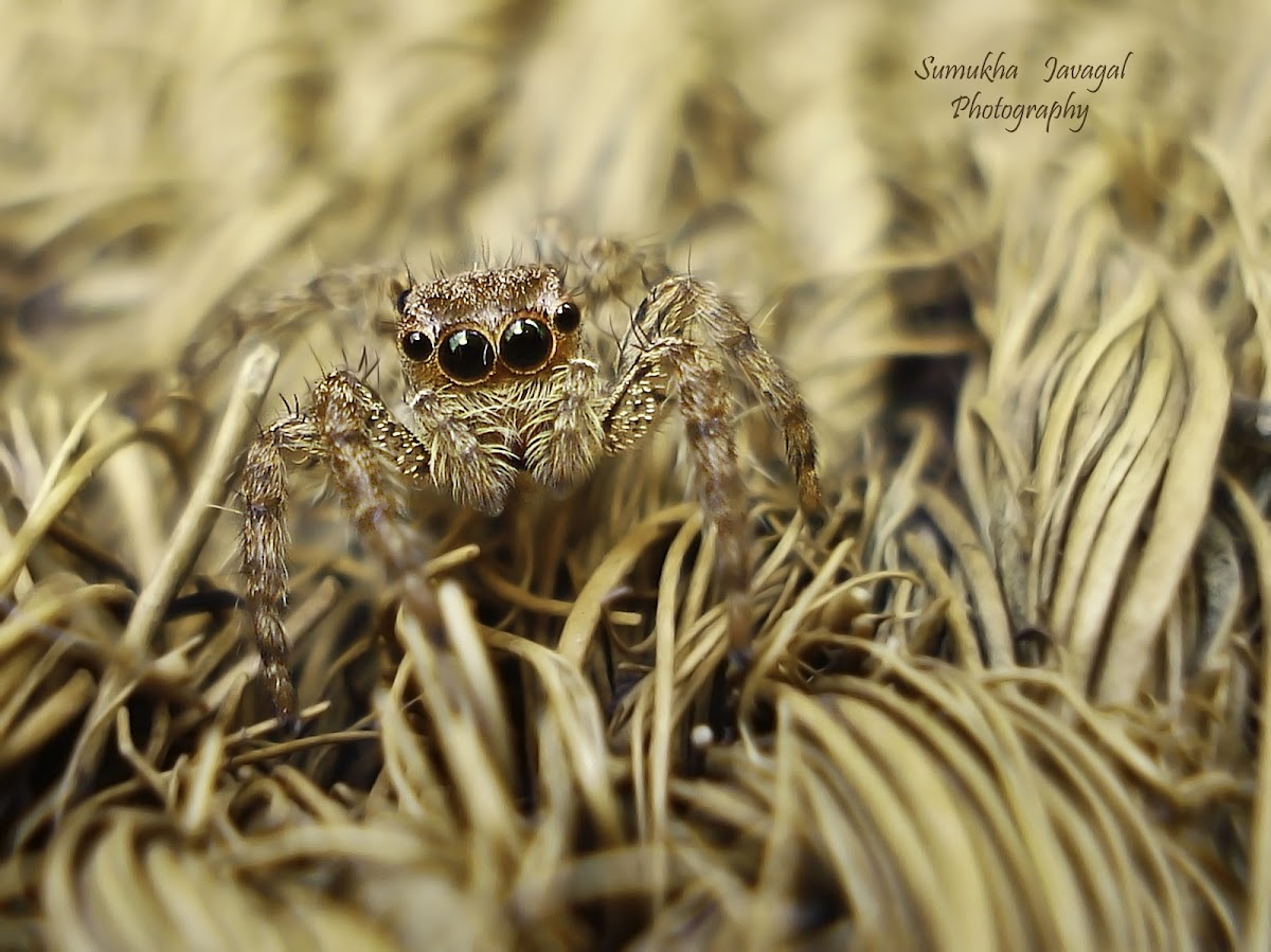 Panatropical Jumping Spider(Female)