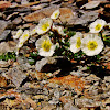 Alpine poppy