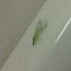 Green Lacewing