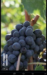 Bevagna - Umbria Musei poster 13