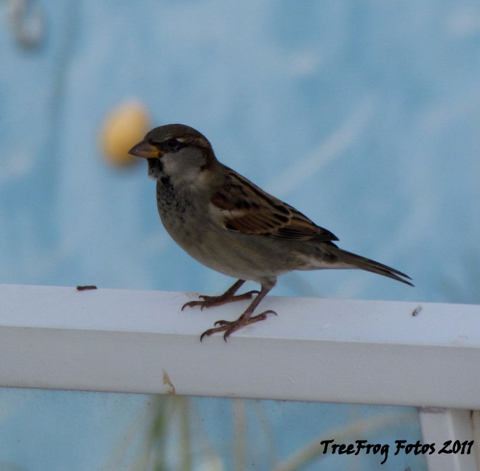 House sparrow (male, winter)
