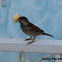 House sparrow (male, winter)