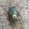 Minmin Cicada