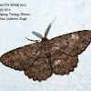 Enominae (Gray moth)