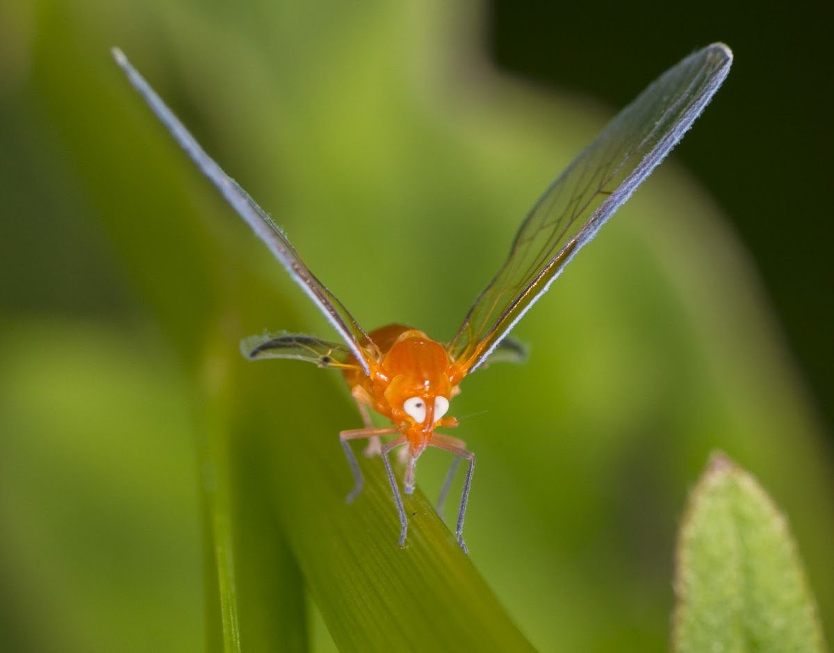 Derbidae Planthopper