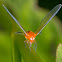 Derbidae Planthopper