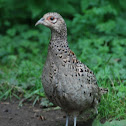 Ring-necked (Common) Pheasant