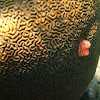 Christmas Tree Worm on Brain Coral