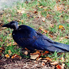 Common Grackle