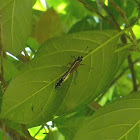 common eggfly
