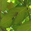 common eggfly