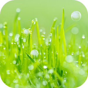 Grass Live Wallpaper.apk 1.0