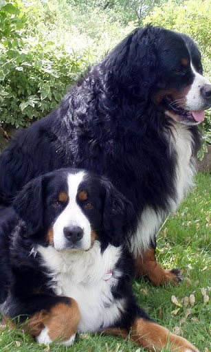 Bernese Mountain Dogs Wallpap