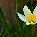 White Rain Lily