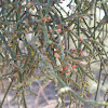 Desert Mistletoe