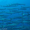 Blackfin barracuda