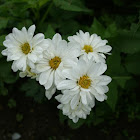 white daisy?
