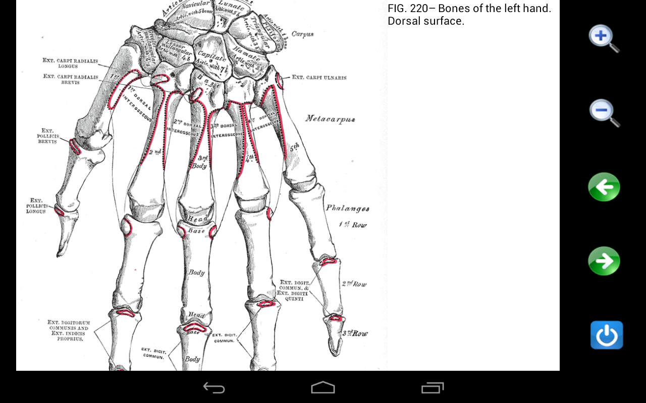 Visual Anatomy - screenshot