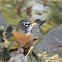 American Robin