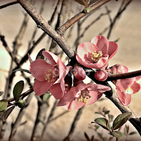 Spring by Katarina Jonjic - Flowers Tree Blossoms