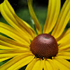 Coneflower