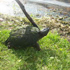 Common Snapping turtle