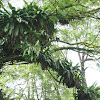Bird's nest ferns