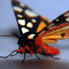 Cream-spot Tiger Moth
