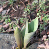 Tulip (Emerging)