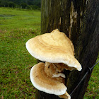 Orelha de pau (Wooden fungus)