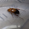 Nectar Scarab Beetle