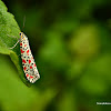 Crotalaria Moth