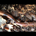 Earthworm