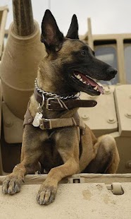 Belgian Malinois Wallpapers Screenshots 2