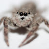 Tan Jumping Spider (Female)