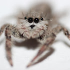 Tan Jumping Spider (Female)