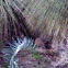 Quenda (southern brown bandicoot)