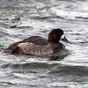 Greater Scaup (female)