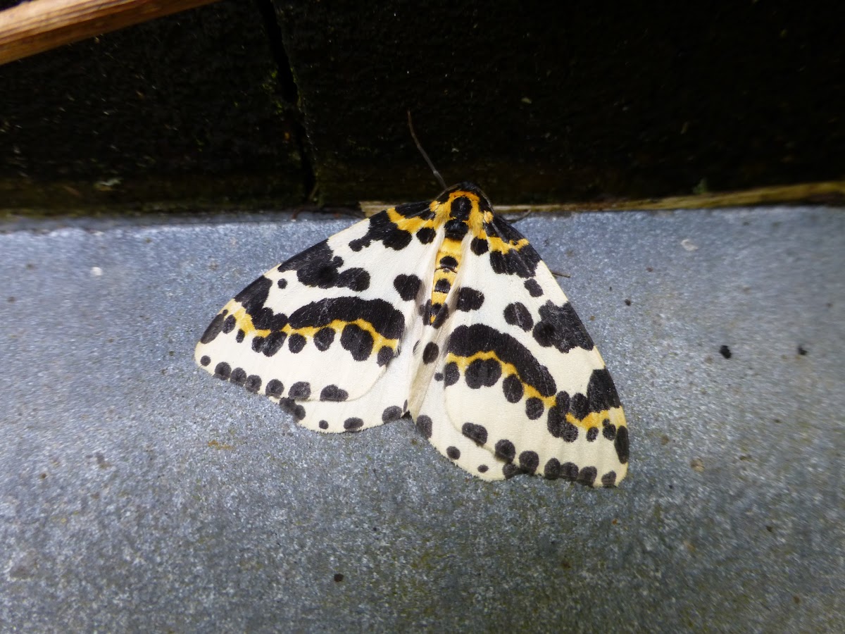 Magpie Moth