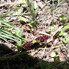 Pipevine Swallowtail (larva)