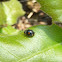 Ladybug / Rainfarn-Marienkäfer / Božja ovčica