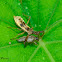 Assassin Bug Nymph with prey