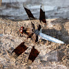 Common whitetail dragonfly