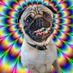 Cover Image of Descargar Funny talking dog 1.0 APK