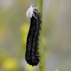 Mustard Sawfly Larva
